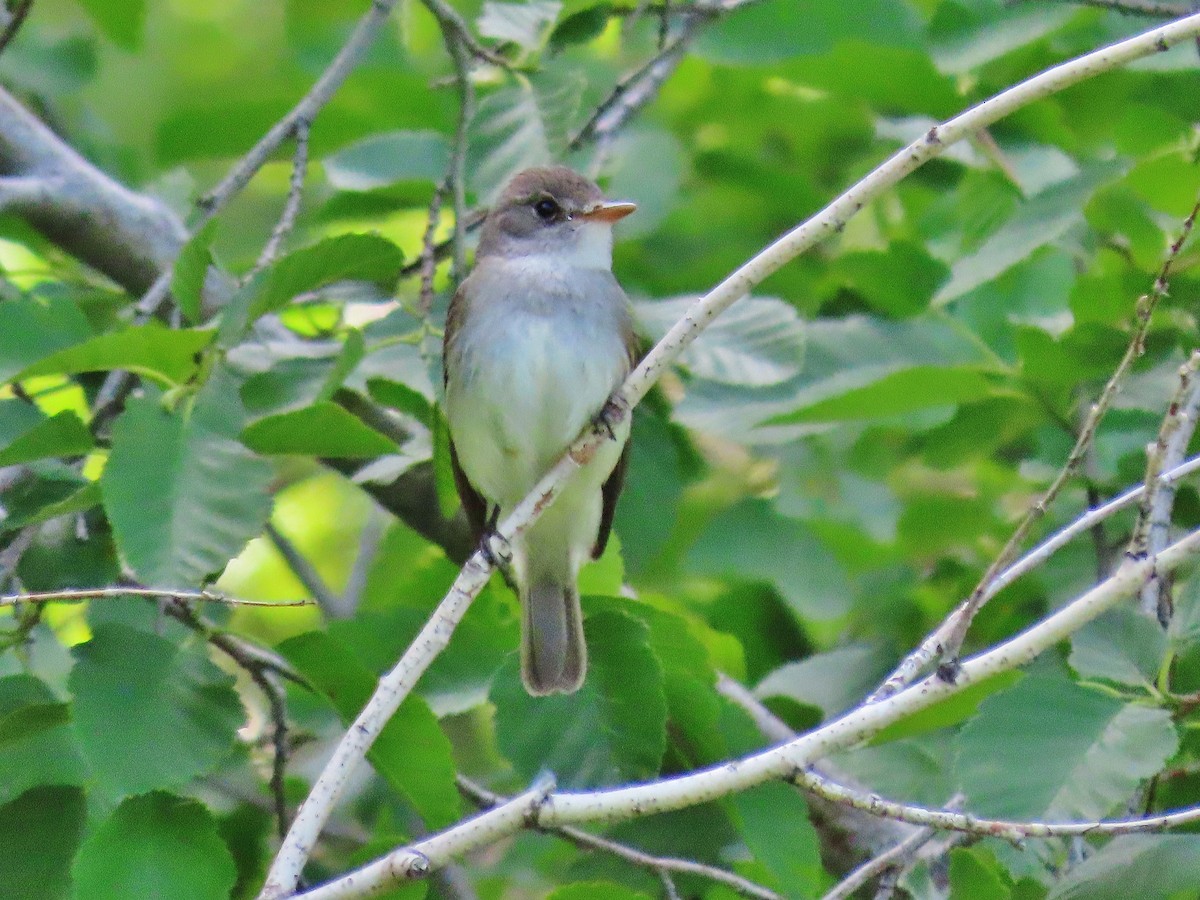 Willow Flycatcher - Craig Johnson