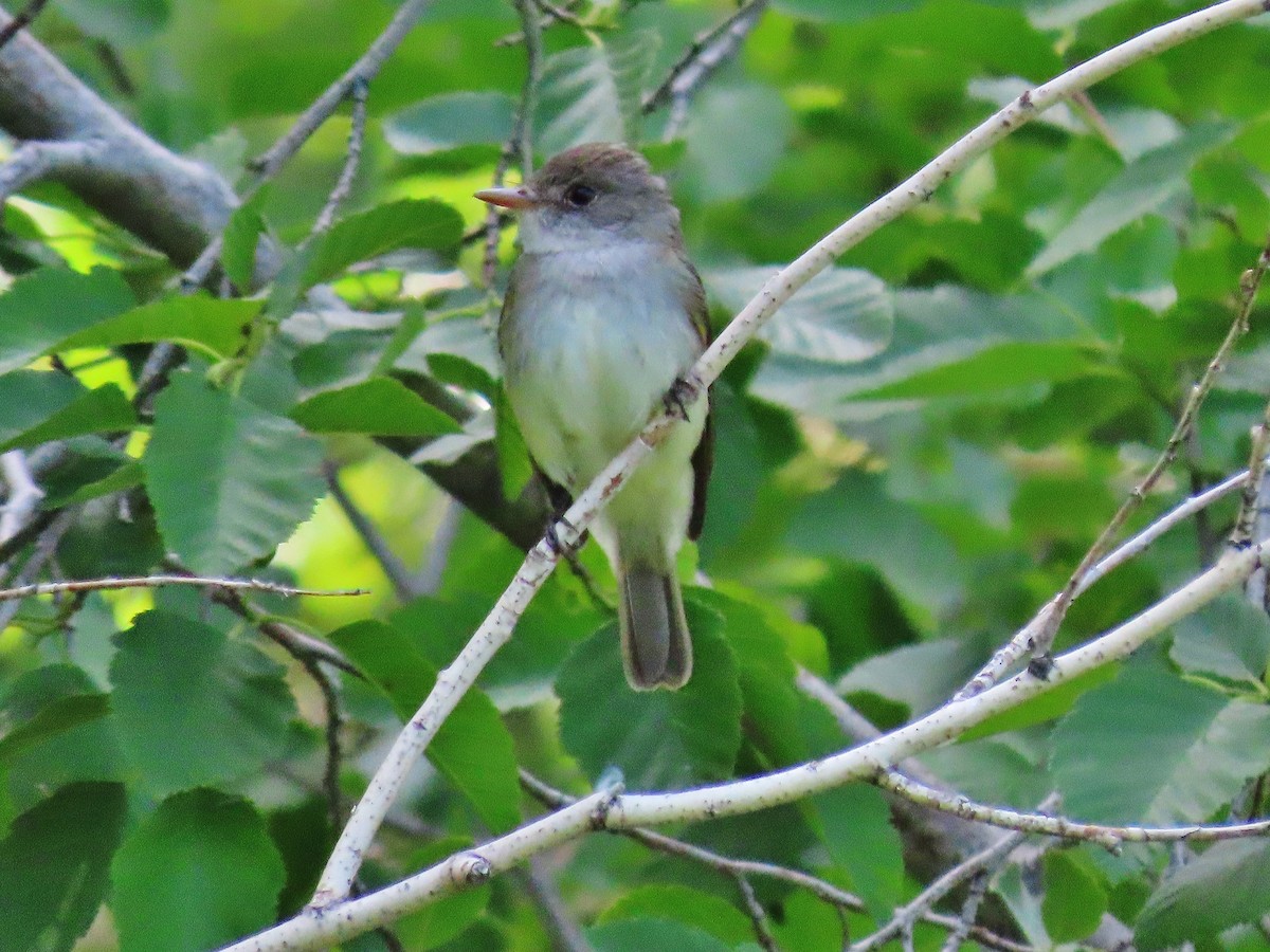 Willow Flycatcher - Craig Johnson