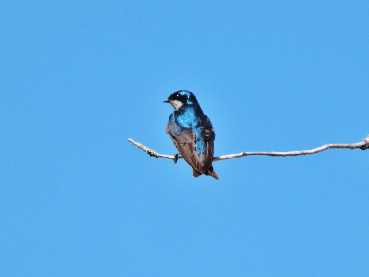 Tree Swallow - ML462345681