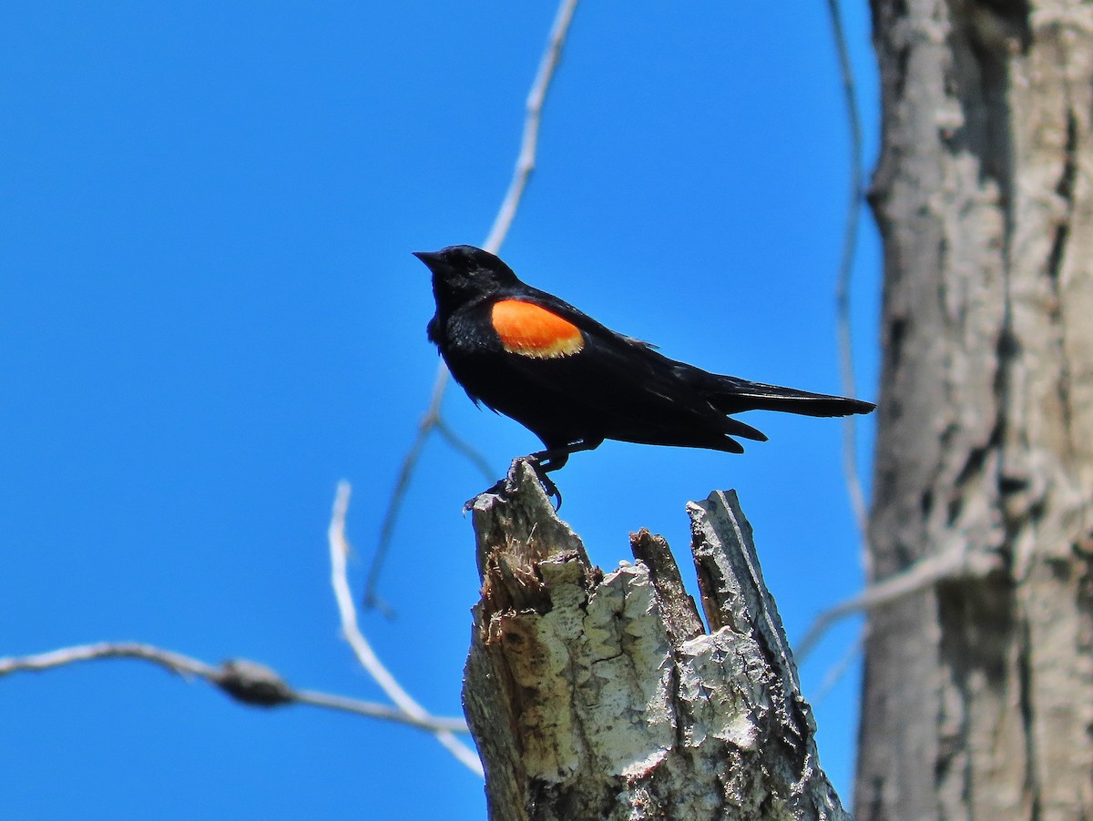 Red-winged Blackbird - ML462345751