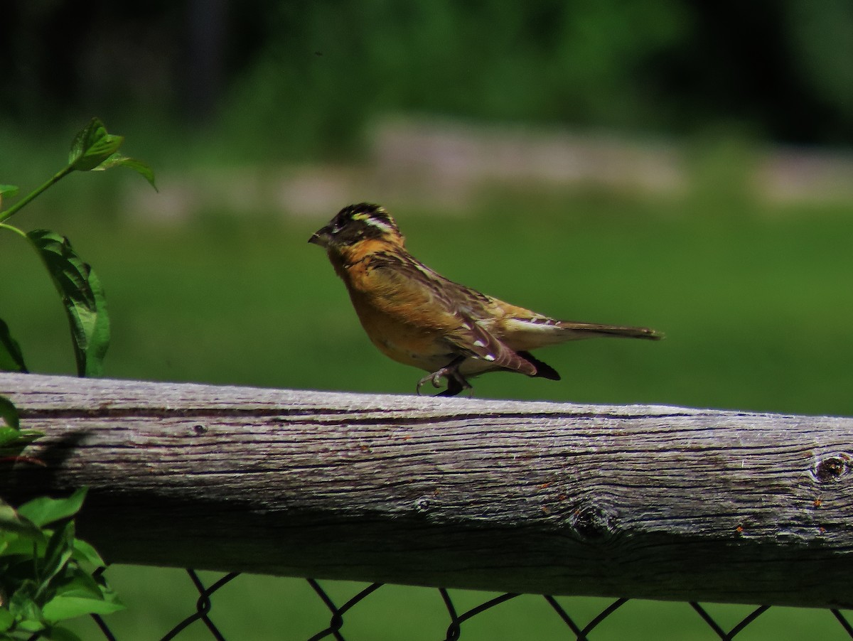 Black-headed Grosbeak - Craig Johnson