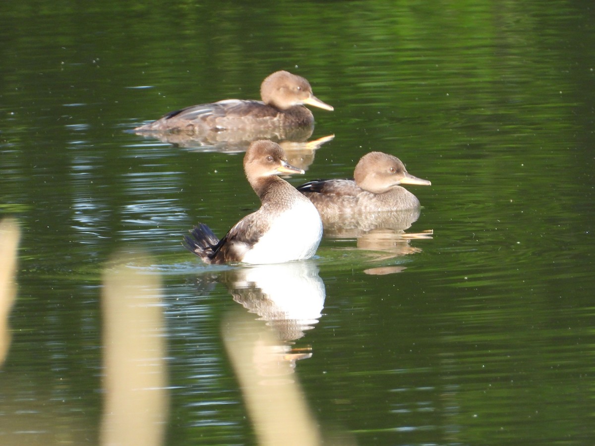 オウギアイサ - ML462346541