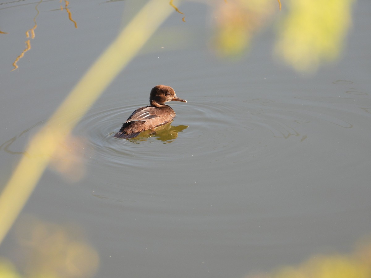 オウギアイサ - ML462346551