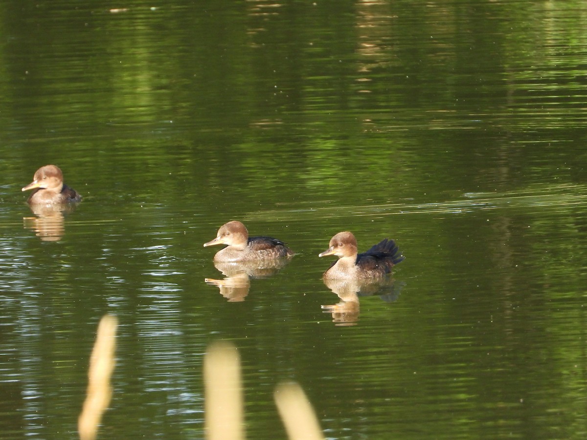 オウギアイサ - ML462346561