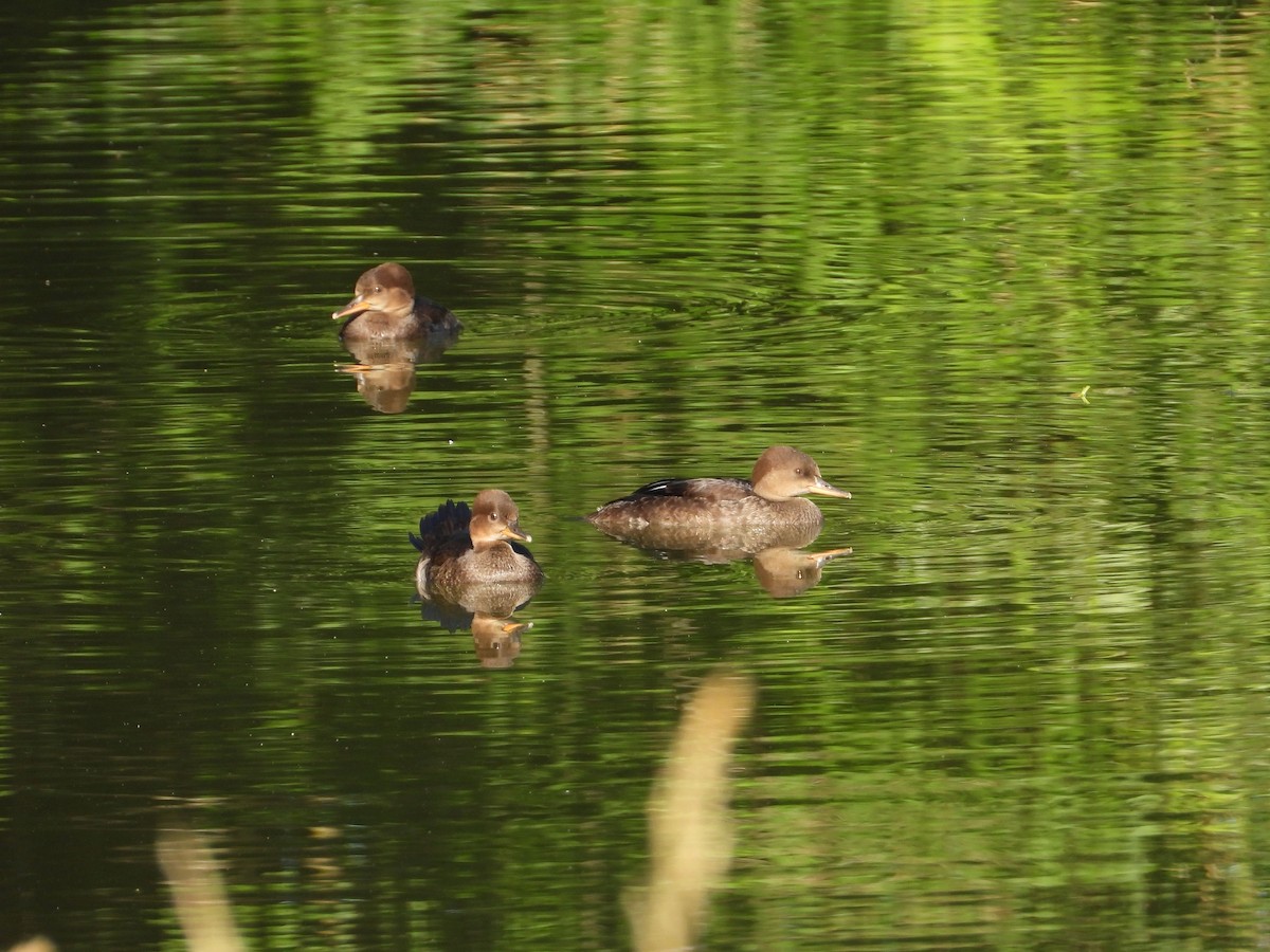 オウギアイサ - ML462346611