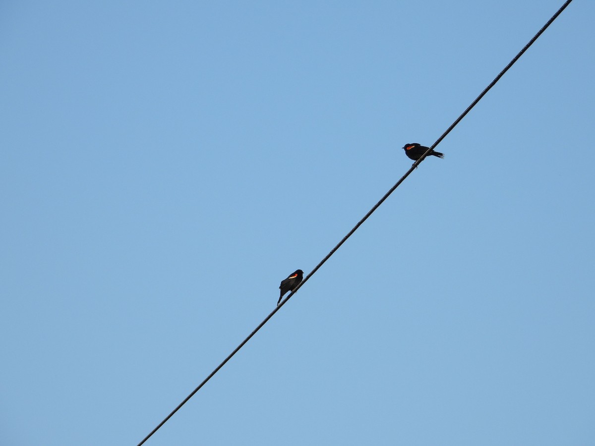 ハゴロモガラス - ML462346671