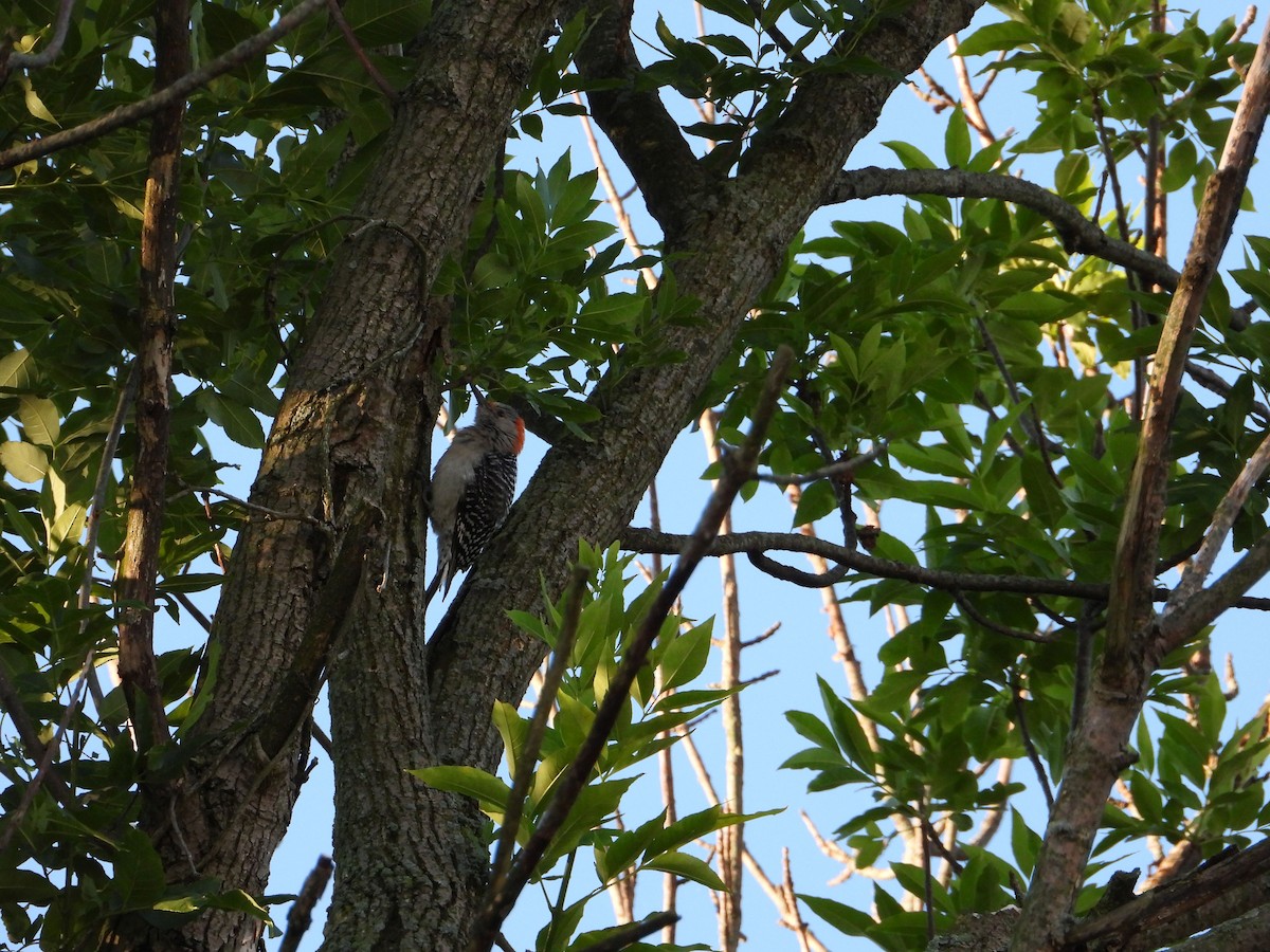 シマセゲラ - ML462346771