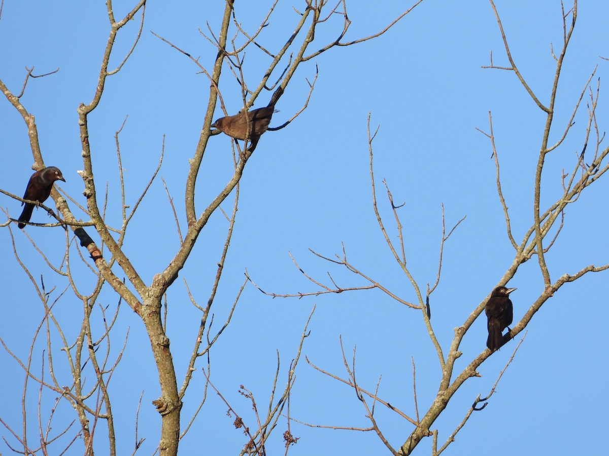 オオクロムクドリモドキ - ML462347111