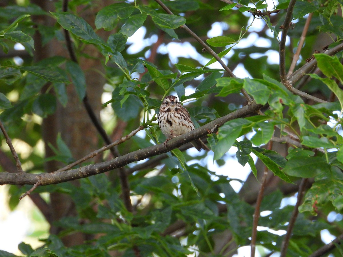ウタスズメ - ML462347251
