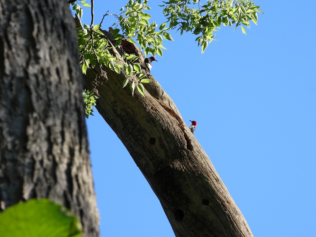 ズアカキツツキ - ML462347391