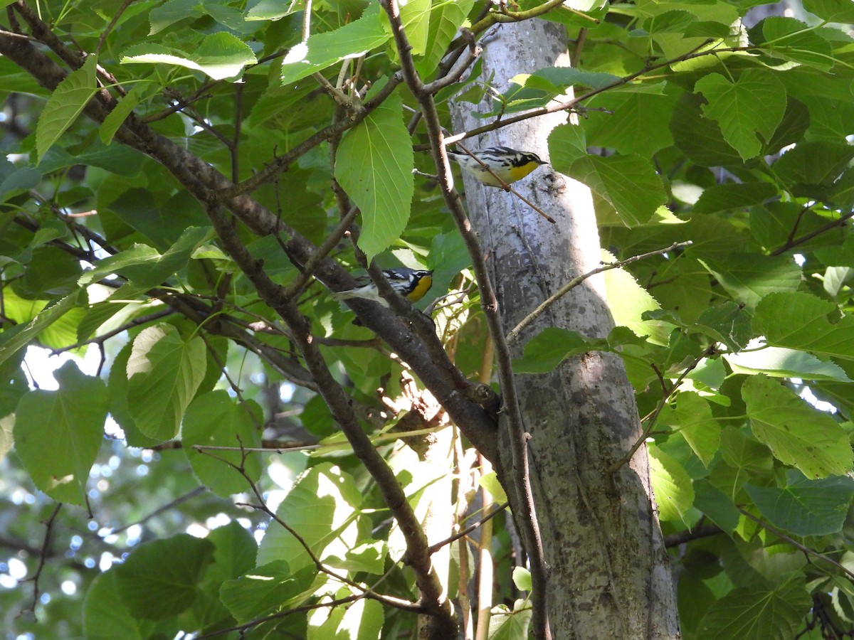 キノドアメリカムシクイ - ML462347441
