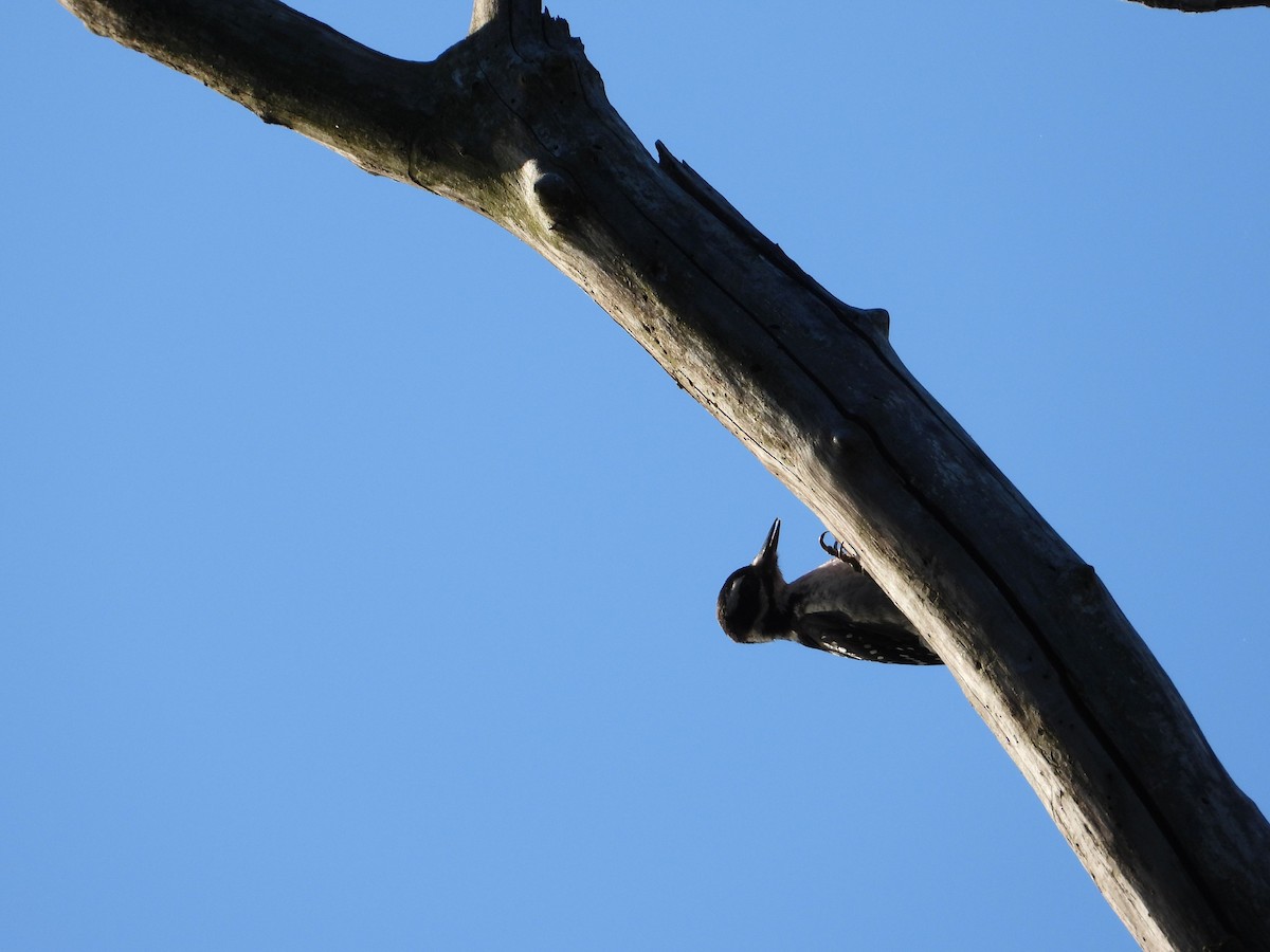 セジロアカゲラ - ML462347481