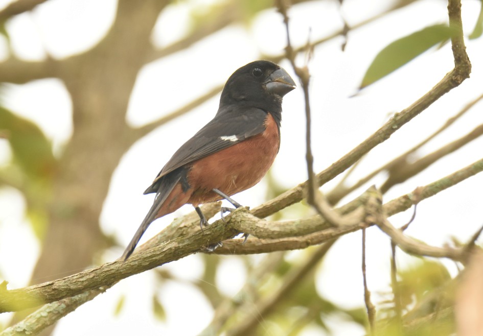 Chestnut-bellied Seed-Finch - Alberto Esquivel Wildlife PY