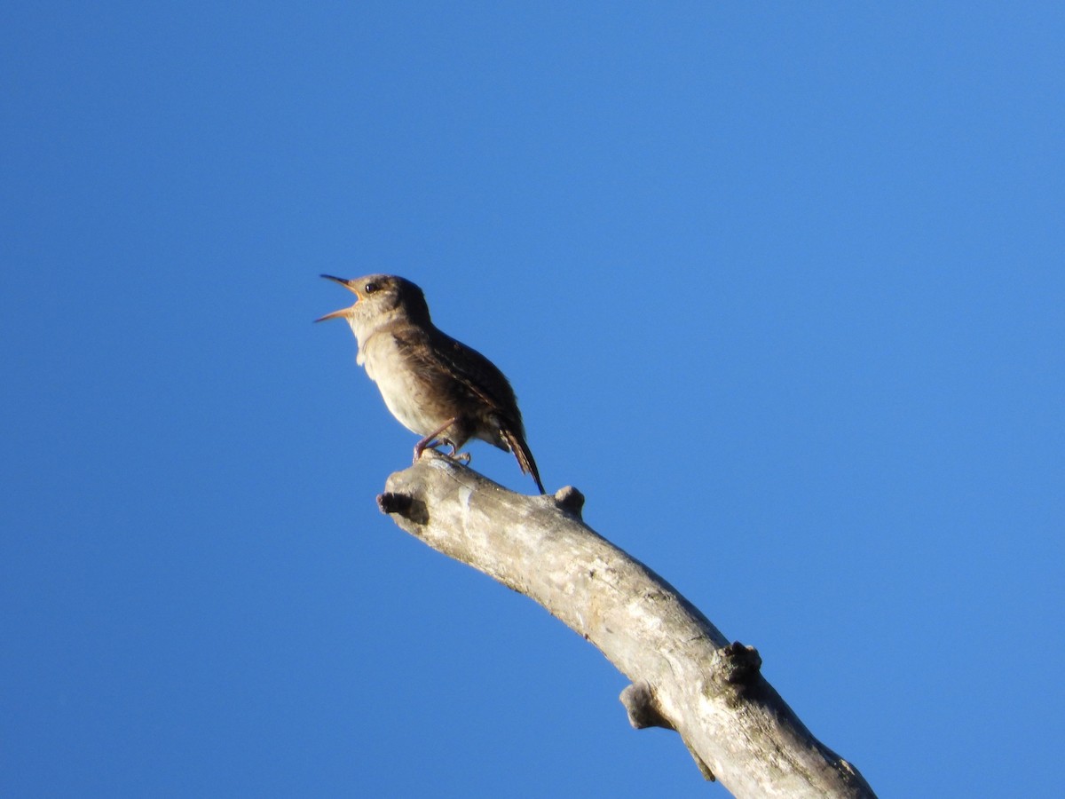 Northern House Wren - ML462347541