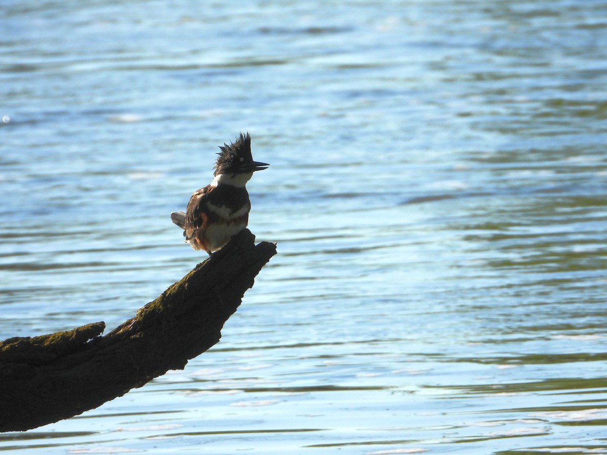 アメリカヤマセミ - ML462347641