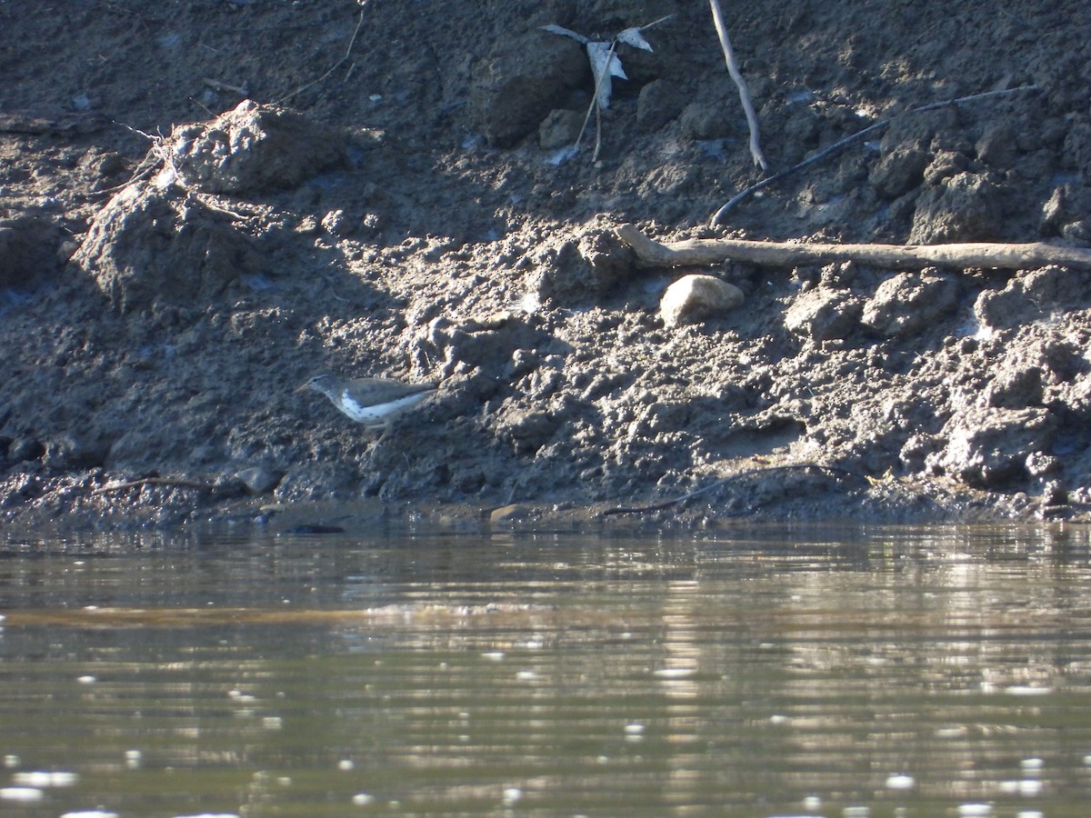 アメリカイソシギ - ML462347691