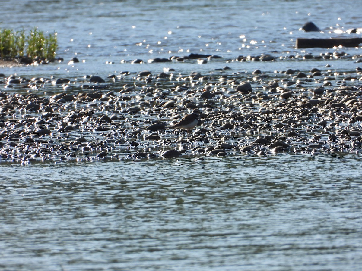 フタオビチドリ - ML462347771