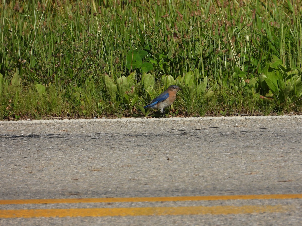 ルリツグミ - ML462347831