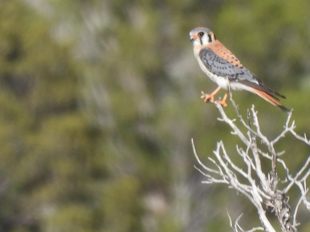 American Kestrel - ML462347871