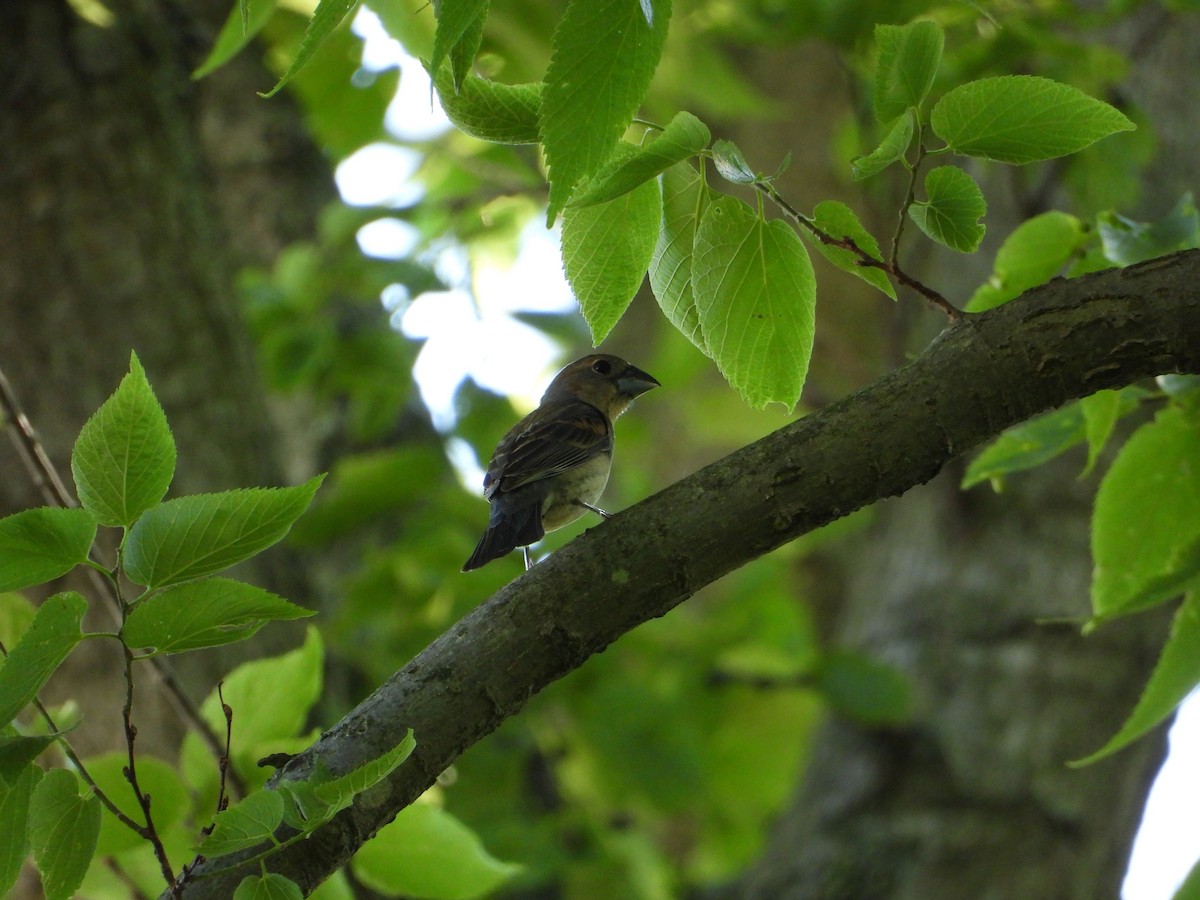 ルリイカル - ML462347961