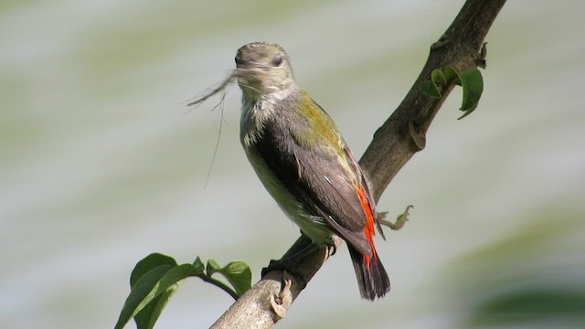 Scarlet-backed Flowerpecker - ML462350141