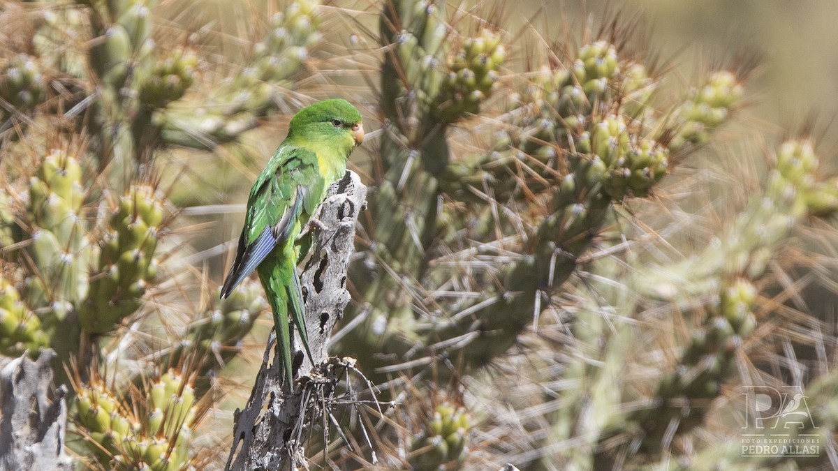 Mountain Parakeet - ML462350621