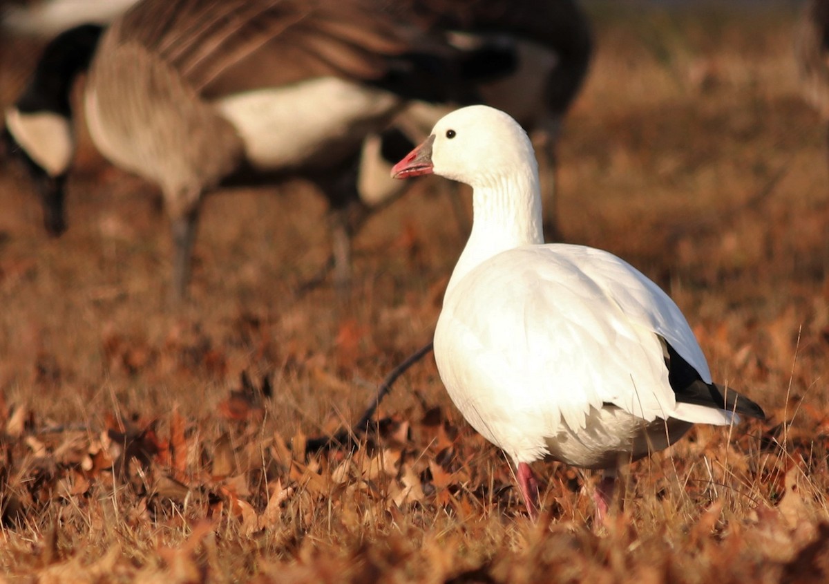 Ross's Goose - ML46235201