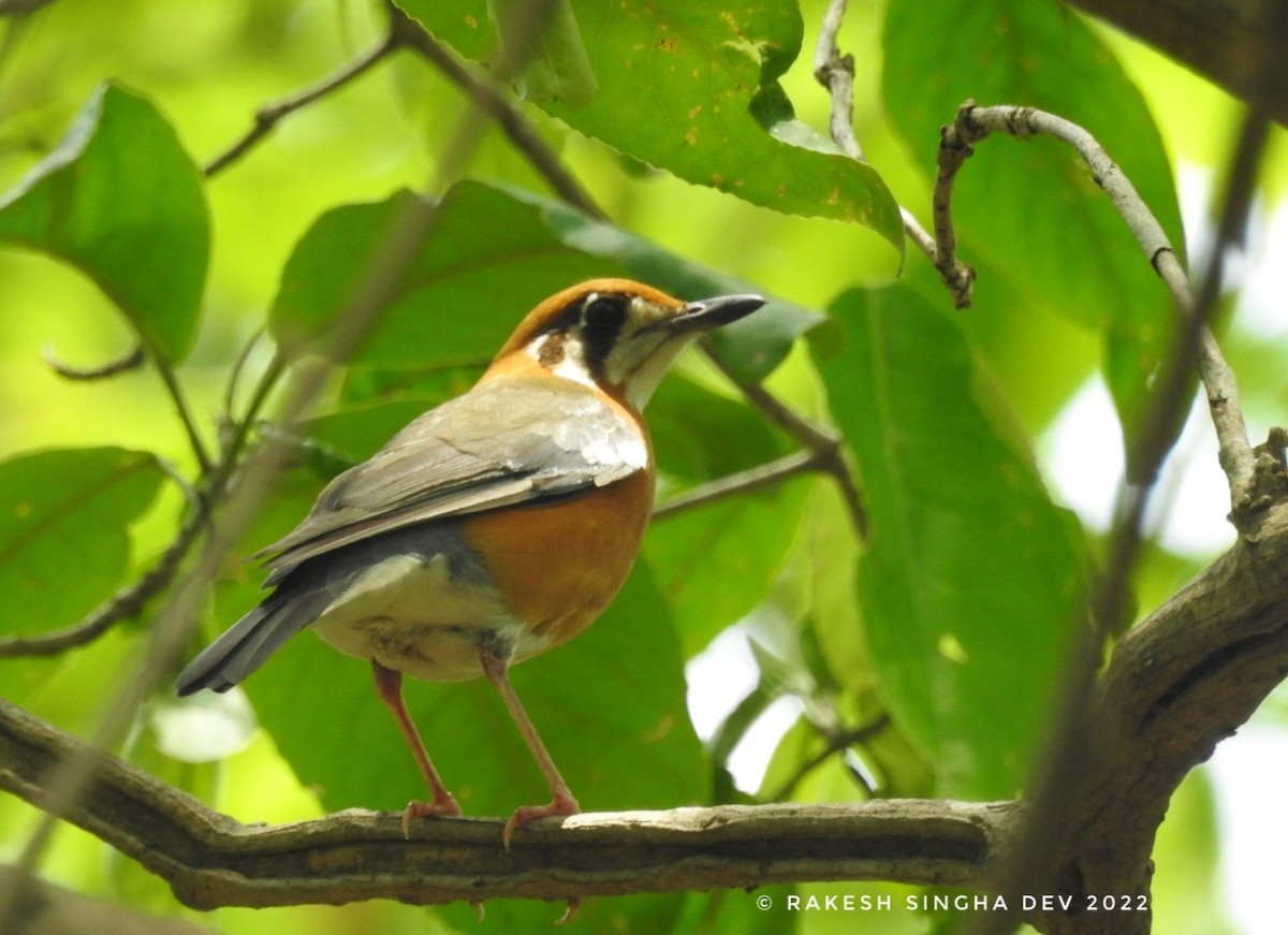 Orange-headed Thrush (White-throated) - ML462352531