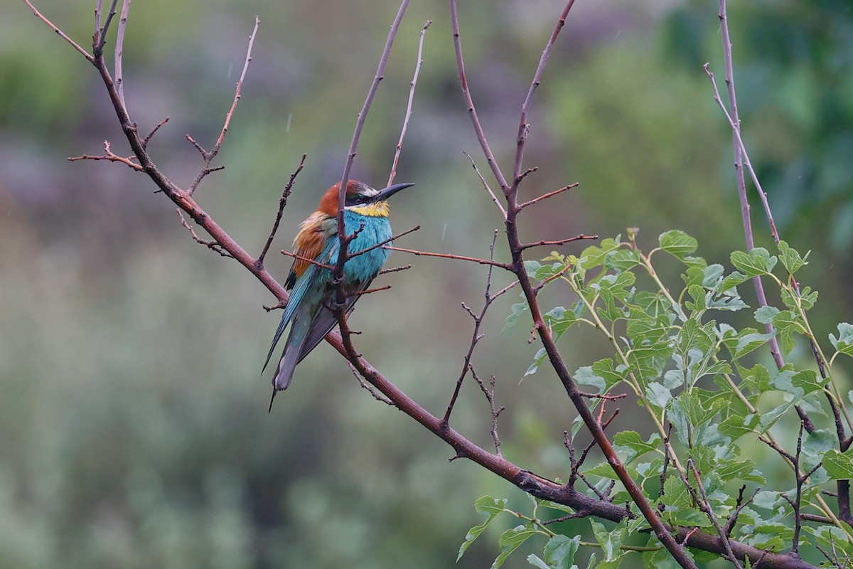 European Bee-eater - ML462354061