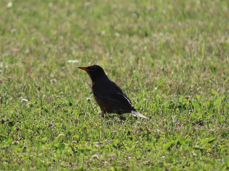 American Robin - ML462355751