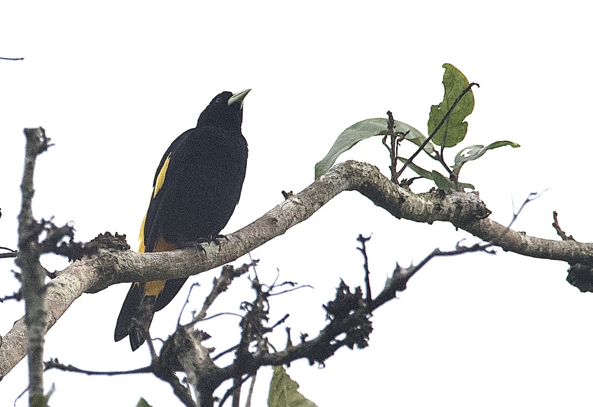 Cacique Lomiamarillo - ML462356171