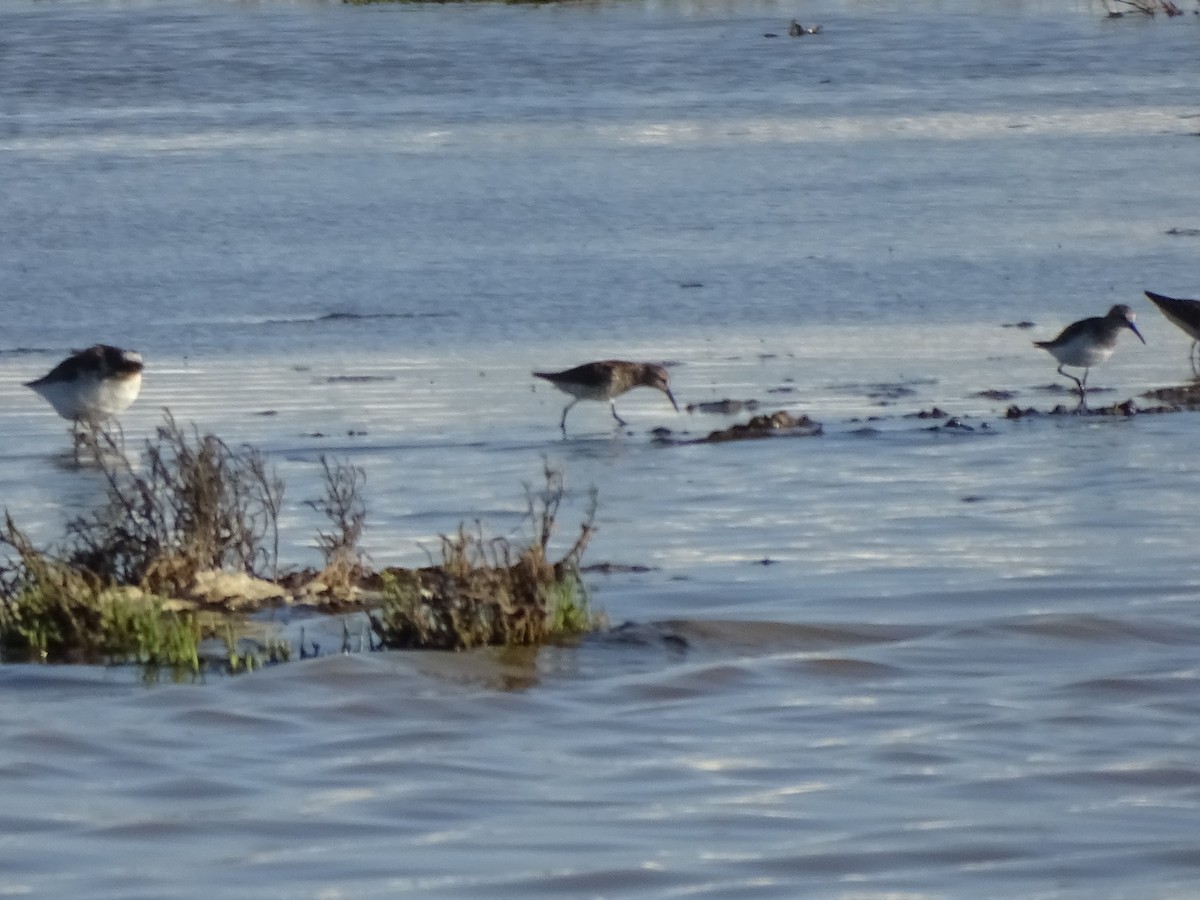 Bergstrandläufer - ML462356691