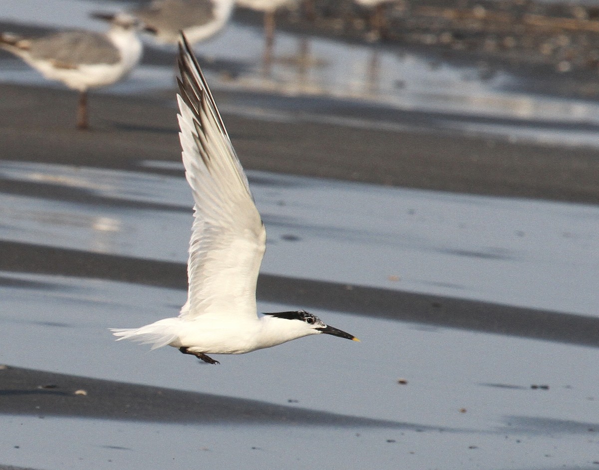 Sandwich Tern - Esme Rosen