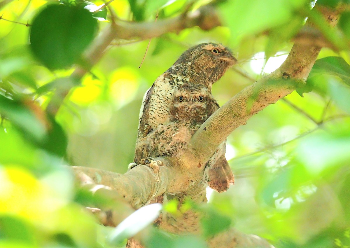 Blyth's Frogmouth (Indochinese) - ML462359291