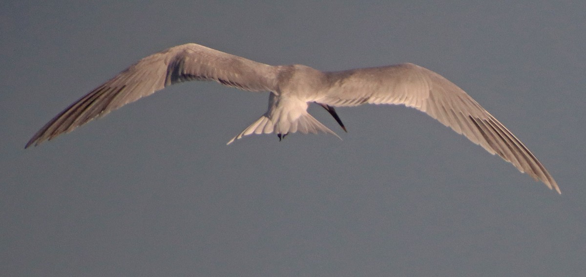 Sandwich Tern - ML462359301