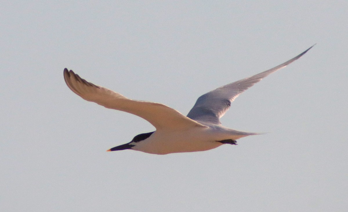 Sandwich Tern - ML462359311