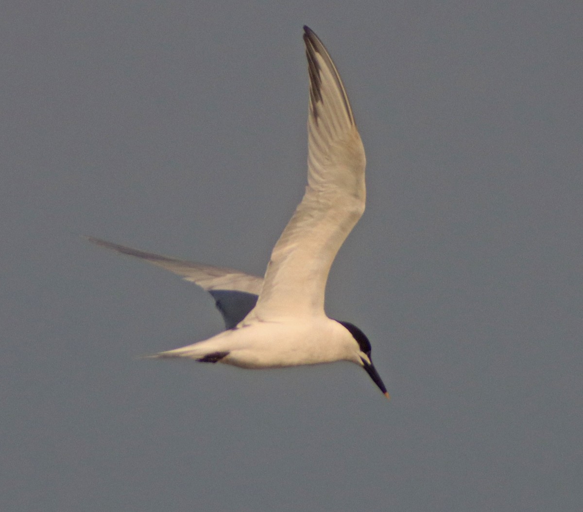 Sandwich Tern - ML462359321