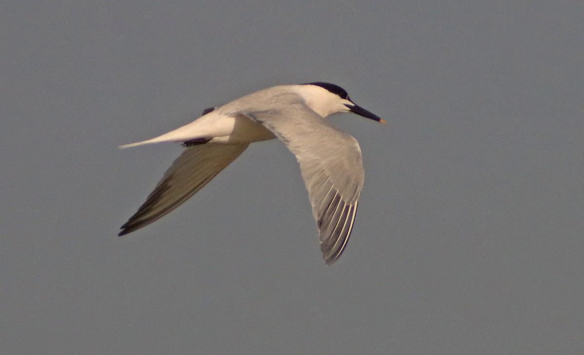 Sandwich Tern - ML462359331