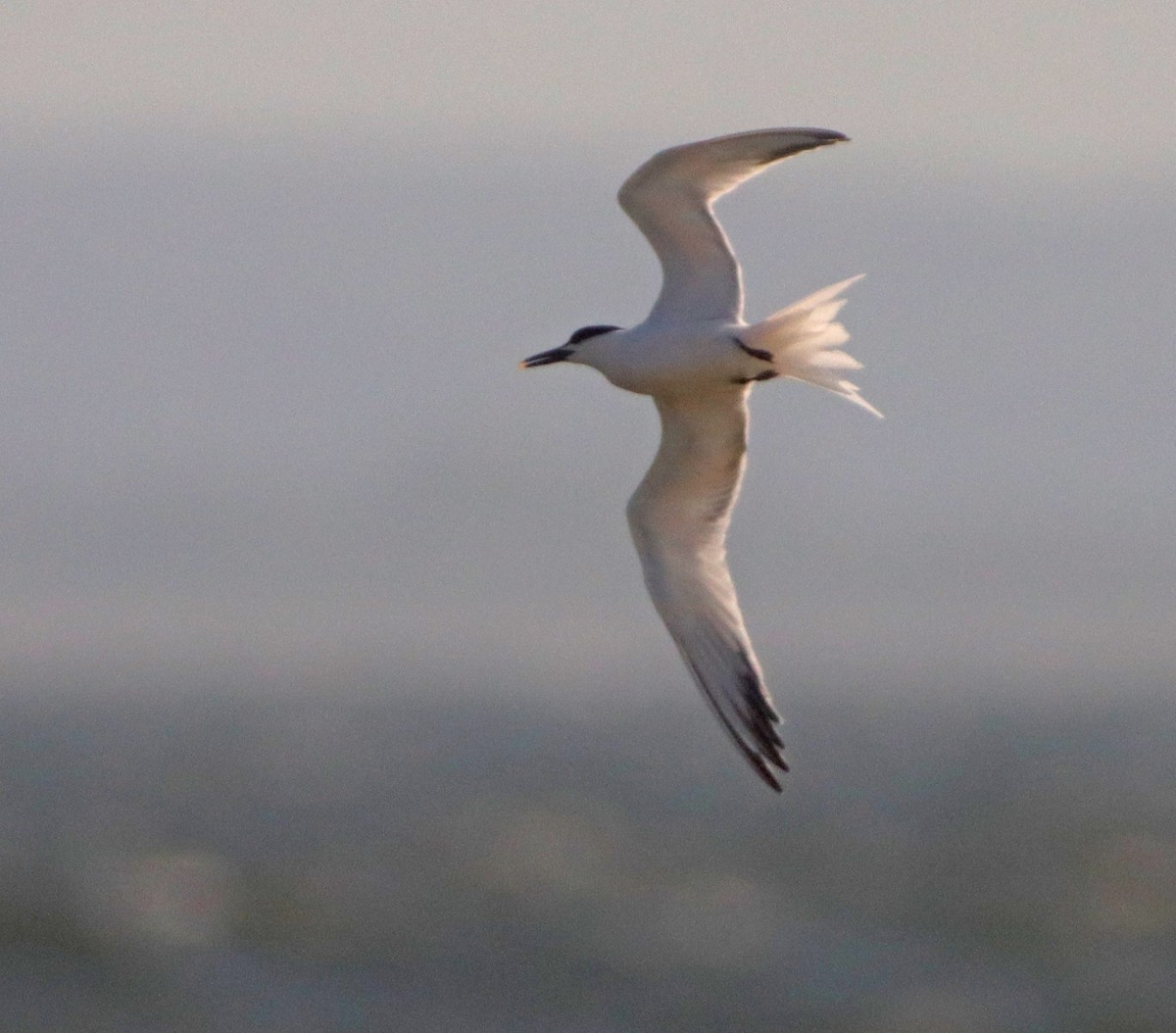 Sandwich Tern - Corey Finger