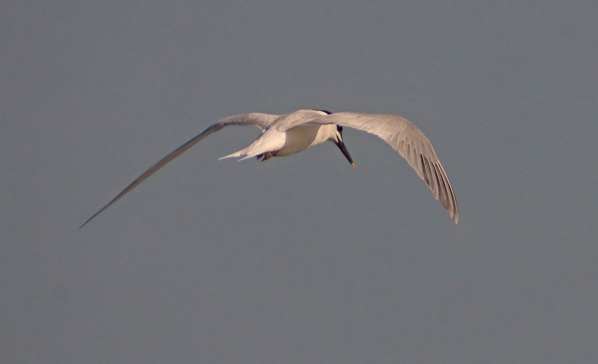 Sandwich Tern - ML462359351