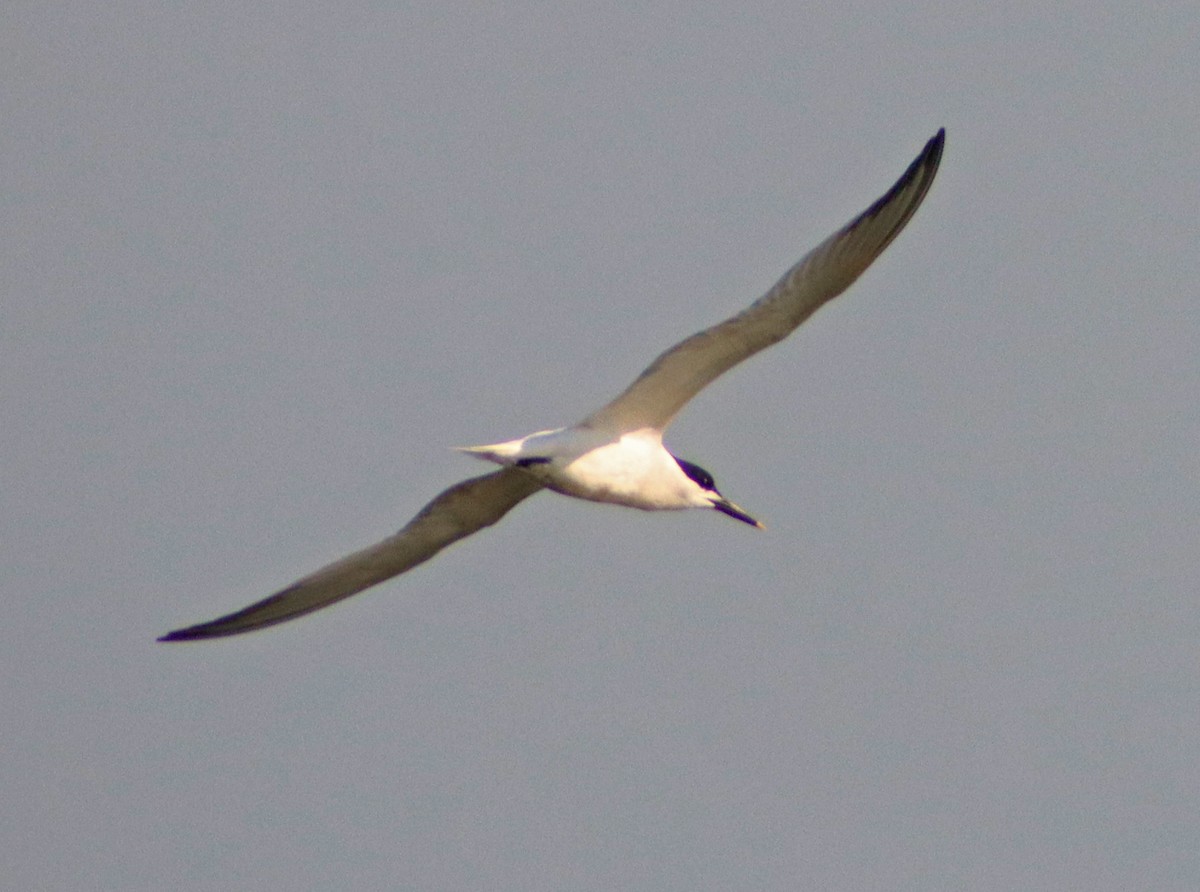 Sandwich Tern - ML462359361