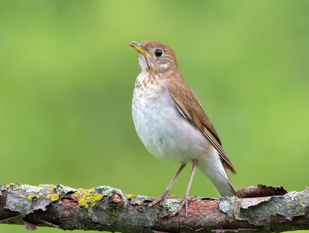 Veery - ML462359671