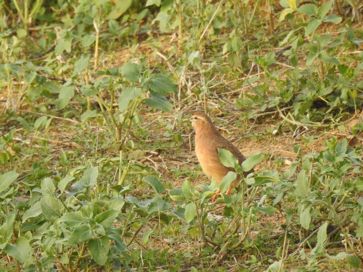 Rock Bush-Quail - ML462360481