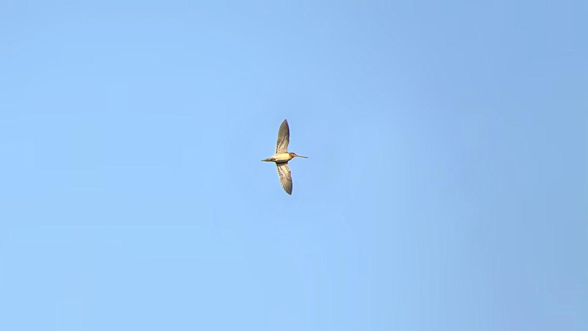 Common Snipe - ML462361621