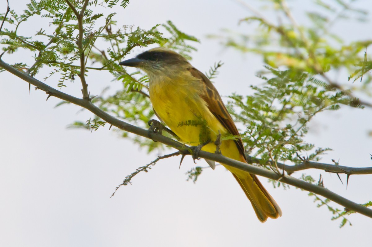 Baird's Flycatcher - ML462361901