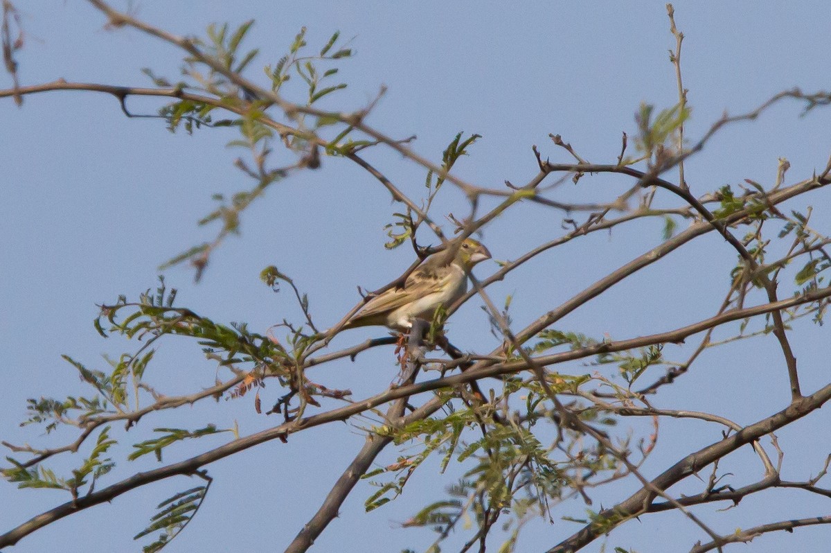 Sulphur-throated Finch - ML462362301