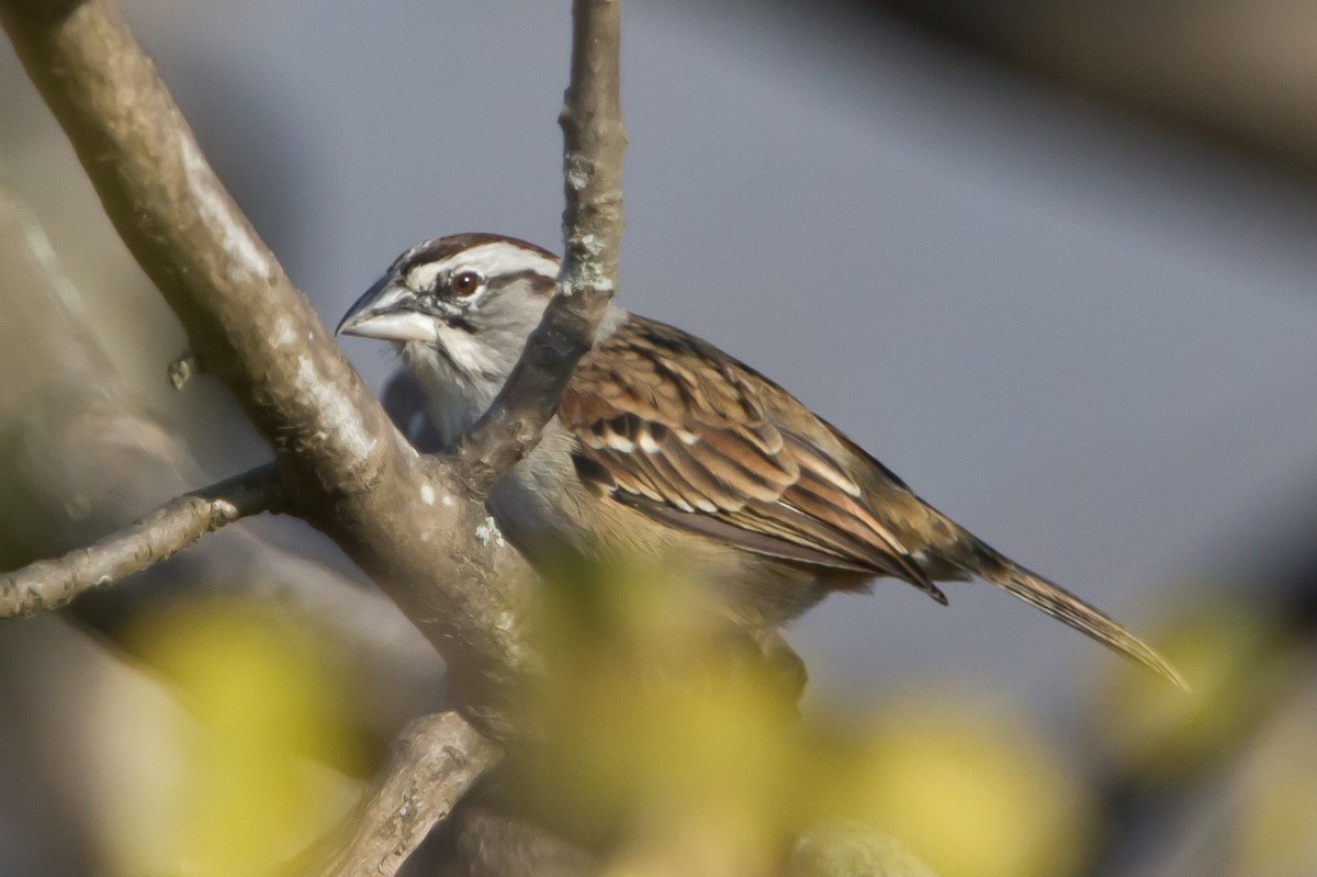 Tumbes Sparrow - ML462362391