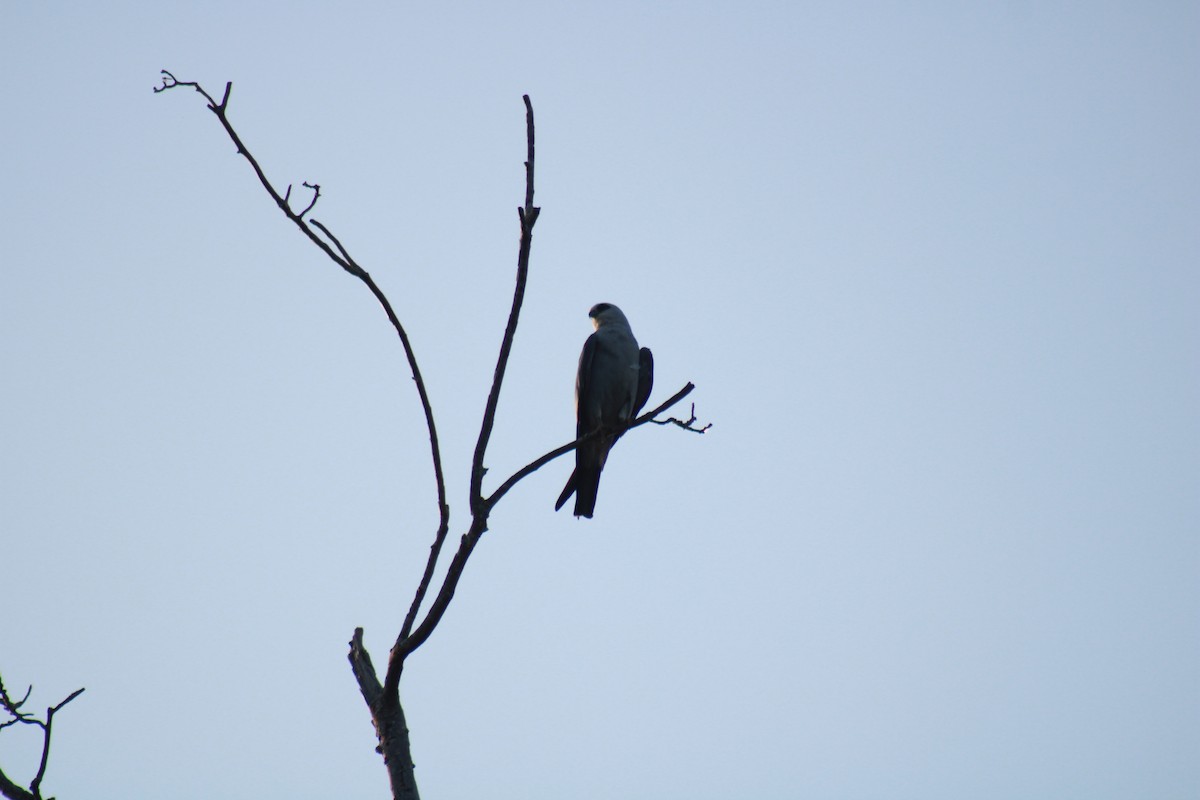 Mississippi Kite - ML462362461