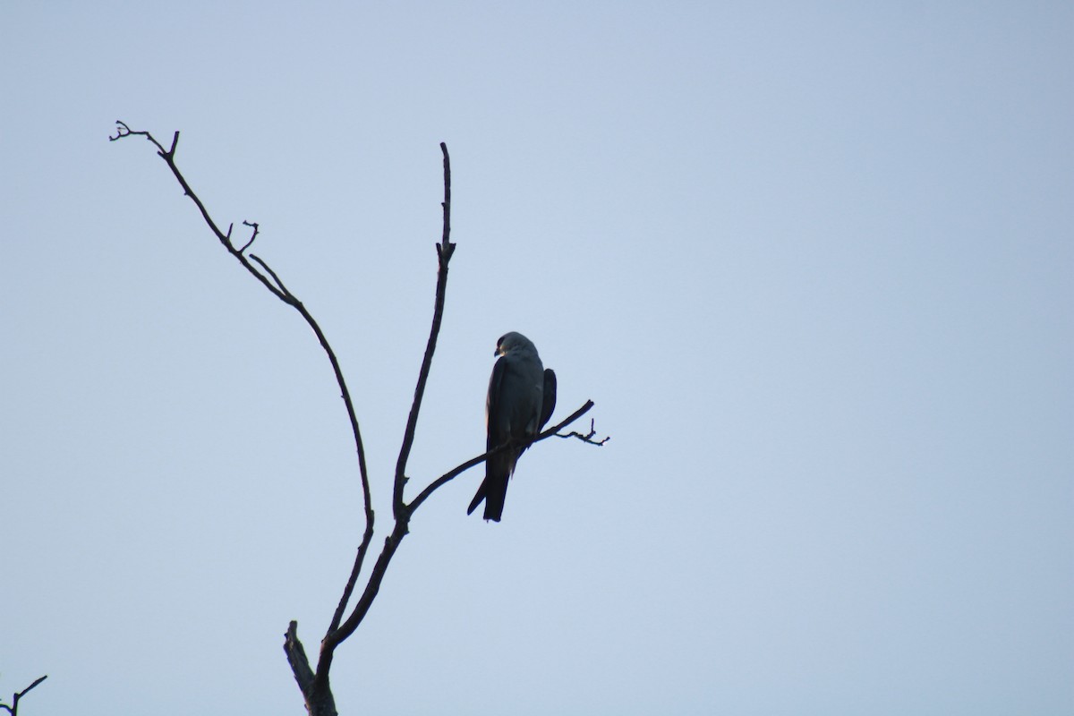 Mississippi Kite - ML462362581