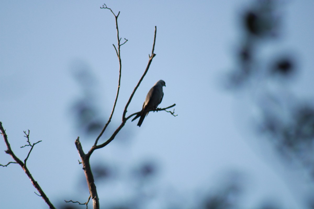 Mississippi Kite - ML462362611